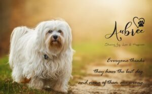 Premium Puppies for Sale in Bangalore | Aubree.co.in