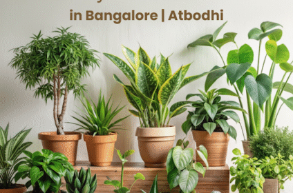 Planters & Décor in Bengaluru | Bodhi