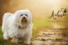 Premium Puppies for Sale in Bangalore | Aubree.co.in