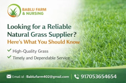 Bablu Farm and Nursery