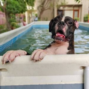 Heal Your Paws