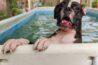 Heal Your Paws