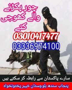 Army dog center 03017735103
