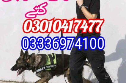 Army dog center 03017735103