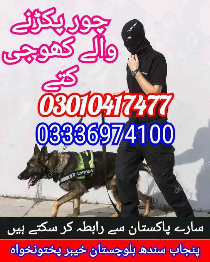 Army dog center 03017735103