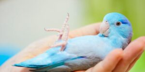 Mo's Birds