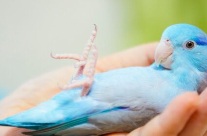 hand raised parrots for sale
