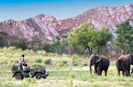 Elephant Ride In Jaipur – Unforgettable Experience with Elejungle