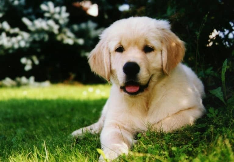 birdneck animal hospital pet care