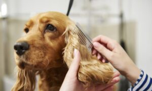 Trusted Pet Hospital In Hyderabad | Seven Oaks Pet Hospital