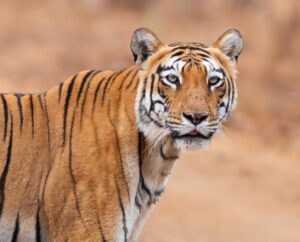 Tadoba National Park Guide: Safari, Tigers & Stay | Jungle Bucket