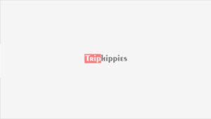 TripHippies