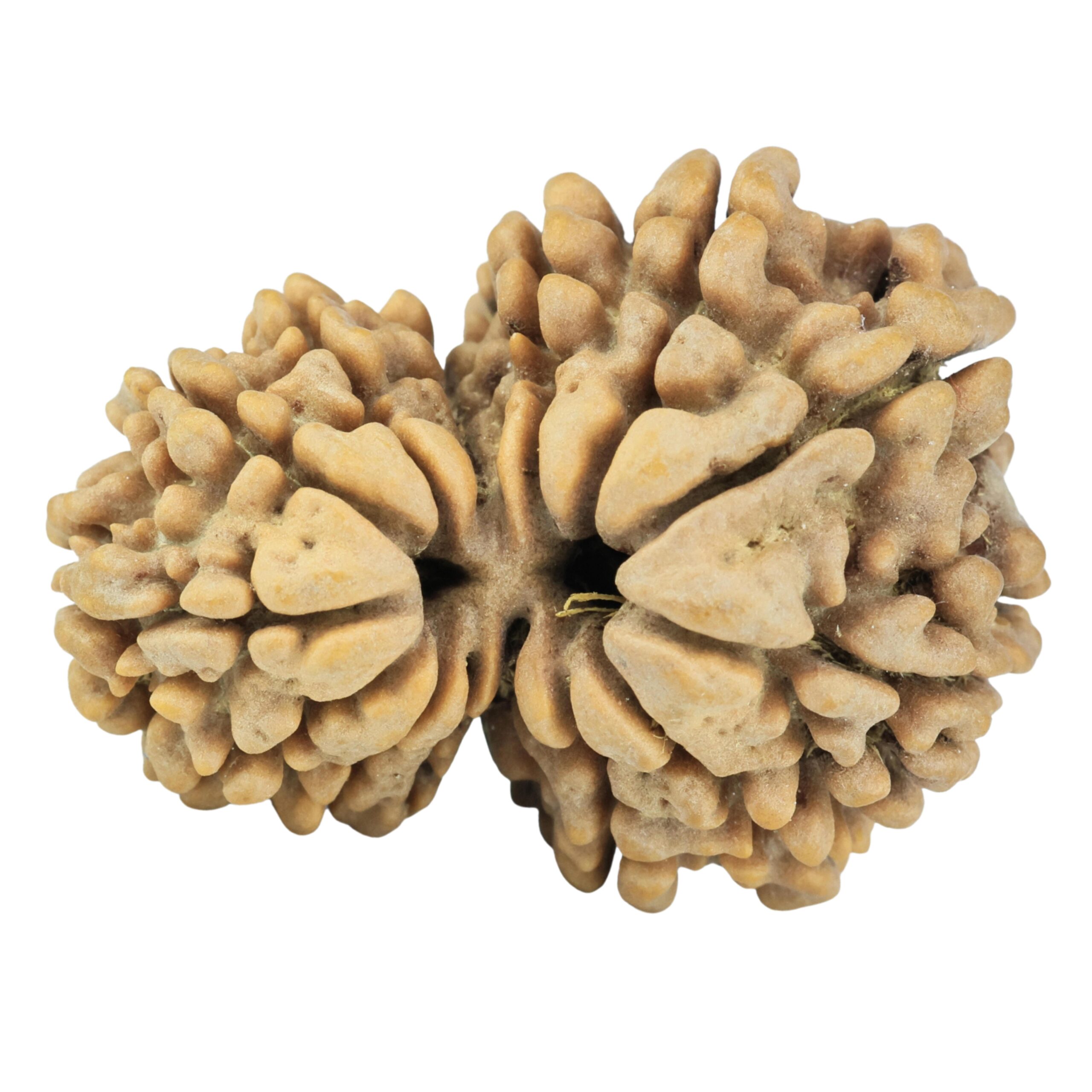 Rudraksha Sanskar
