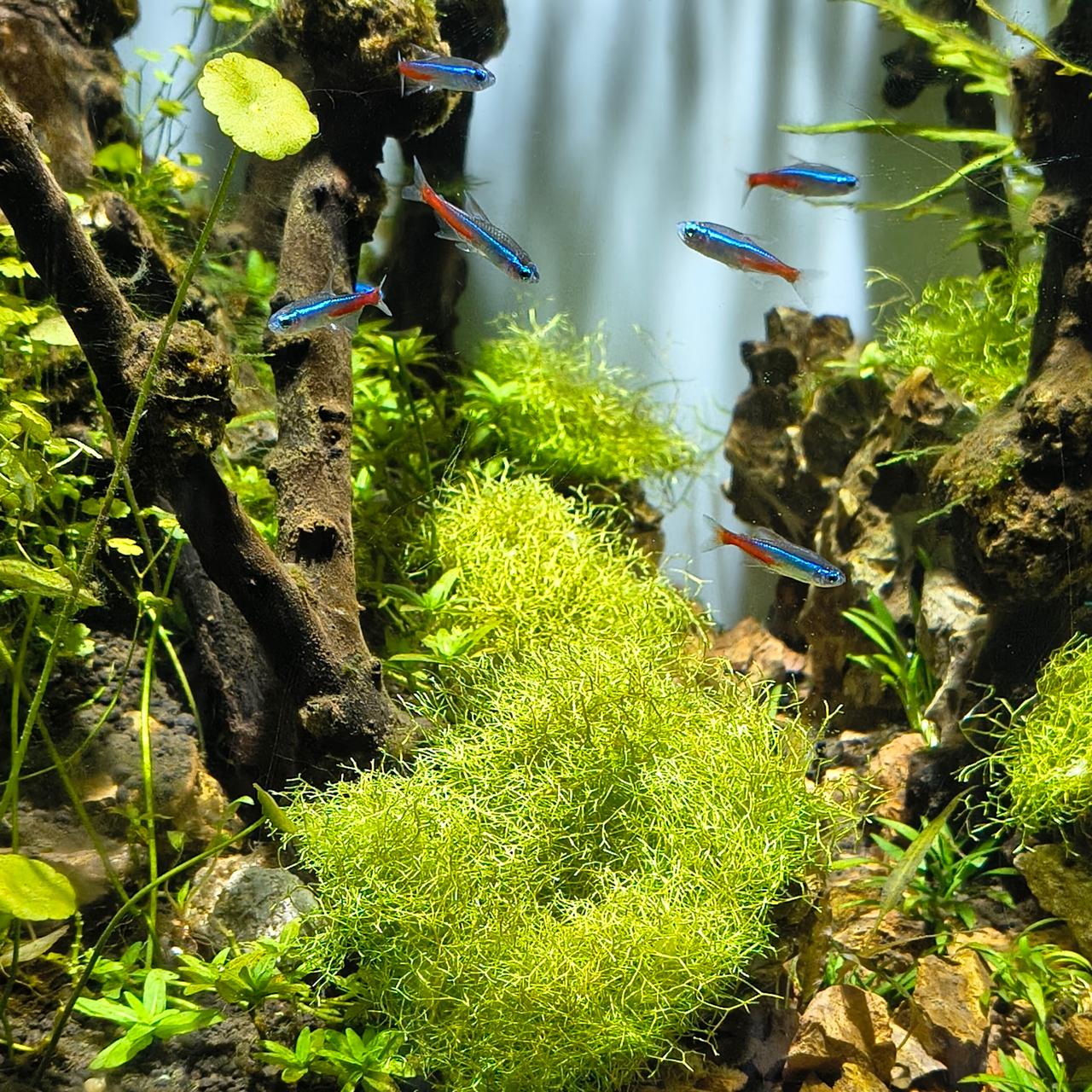 Aquarium Shop | Aquarium Fish & Plants – Blessings
