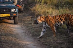 Jim Safari Tours